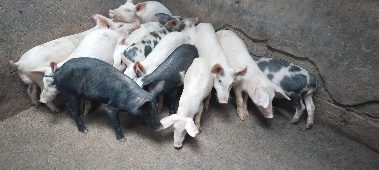 Group of BABA FARM piglets in their pen